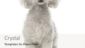  Presentation with poodle - Cool new slide deck with poodle sitting 19 months old backdrop and a soft green colored foreground