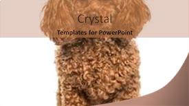  Presentation with poodle - PPT theme with poodle sitting against white background background and a coral colored foreground