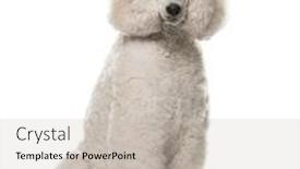  Presentation with poodle - Presentation consisting of poodle-sitting-in-front background and a soft green colored foreground