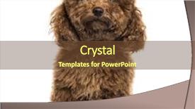  Presentation with poodle - Slide set enhanced with poodle sitting isolated on white background and a tawny brown colored foreground