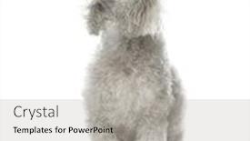  Presentation with poodle - Slide set enhanced with poodle-sitting-looking-up-19 background and a light gray colored foreground