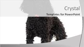  Presentation with poodle - Cool new slide deck with poodle standing against white background backdrop and a white colored foreground