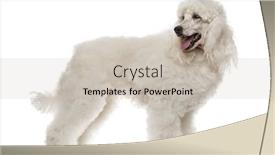 Presentation with poodle - PPT layouts having poodle-standing-and-looking-away background and a soft green colored foreground
