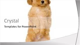  Presentation with poodle - Theme enhanced with poodle-standing-in-front background and a white colored foreground