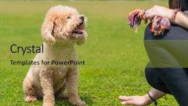  Presentation with poodle - Audience pleasing presentation consisting of poodle wait for command backdrop and a gold colored foreground