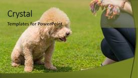  Presentation with wait - Audience pleasing presentation consisting of poodle wait for command backdrop and a yellow colored foreground