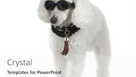  Presentation with poodle - Amazing presentation theme having poodle-wearing-collar-and-sunglasses backdrop and a white colored foreground