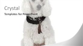  Presentation with poodle - Presentation design consisting of poodle-wearing-collar-and-sunglasses background and a white colored foreground