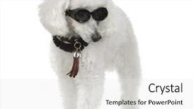  Presentation with poodle - Slides enhanced with poodle wearing collar and sunglasses in front of a white background background and a white colored foreground