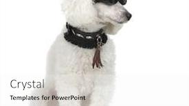  Presentation with poodle - Theme featuring poodle-wearing-collar-and-sunglasses background and a white colored foreground