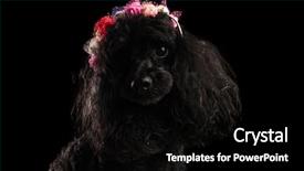  Presentation with poodle - Presentation design consisting of poodle wearing coloured flowers crown background and a  colored foreground