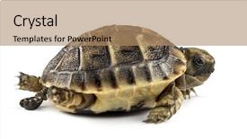  Presentation with new born - Colorful presentation enhanced with pooh - new born turtle defecating isolated backdrop and a coral colored foreground