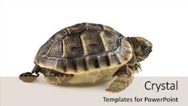  Presentation with new born - Slide set enhanced with pooh - new born turtle defecating isolated background and a coral colored foreground