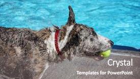  Presentation with public - Beautiful slide set featuring cute dog swimming in a public pool and having a good time during the summer vacation holiday backdrop and a gray colored foreground