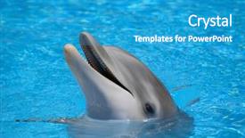  Presentation with dolphin - Colorful presentation design enhanced with pool waiting to be fed backdrop and a teal colored foreground