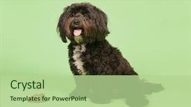  Presentation with music studio lowers - PPT layouts consisting of poop - dog with smelling stool background and a mint green colored foreground