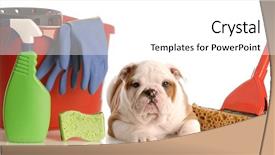  Presentation with english bulldog - Presentation theme with poop - english bulldog puppy laying beside background and a white colored foreground