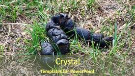  Presentation with kids fly - PPT theme enhanced with poop - fly on dry dog mess background and a tawny brown colored foreground