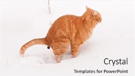  Presentation with snow cat - Slide deck featuring poop - ginger tabby cat defecating background and a white colored foreground
