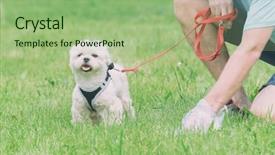  Presentation with plastic bag - Slide deck enhanced with poop - owner cleaning up background and a mint green colored foreground