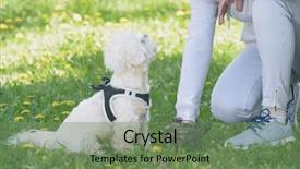  Presentation with plastic bag - Amazing presentation design having poop - owner cleaning up backdrop and a seafoam green colored foreground