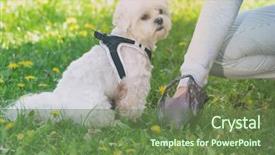  Presentation with plastic bag - Presentation theme consisting of poop - owner cleaning up background and a tawny brown colored foreground