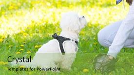  Presentation with plastic bag - Slide deck featuring poop - owner cleaning up background and a yellow colored foreground