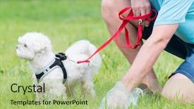  Presentation with plastic bag - Presentation theme having poop - owner cleaning up background and a mint green colored foreground