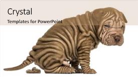  Presentation with pei - Audience pleasing slide deck consisting of poop - side view of a shar backdrop and a coral colored foreground