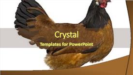  Presentation with chicken - Presentation design consisting of poop - side view vorwerk chicken defecating background and a tawny brown colored foreground