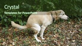  Presentation with hygiene - Cool new presentation theme with poop - urban hygiene golden labrador doing backdrop and a tawny brown colored foreground