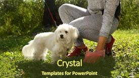  Presentation with woman gathering - Cool new slides with poop - woman gathering dog poo backdrop and a tawny brown colored foreground