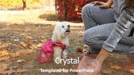  Presentation with woman gathering - Presentation theme having poop - woman gathering dog poo background and a tawny brown colored foreground