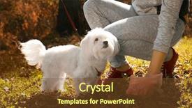  Presentation with woman gathering - Theme featuring poop - woman gathering dog poo background and a tawny brown colored foreground