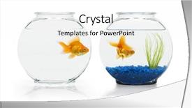  Presentation with goldfish - Amazing slide deck having poor rich - two ryukin goldfish in contrasting backdrop and a white colored foreground