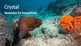  Presentation with coral reef - Amazing presentation design having popeye - moray eel hidden under coral backdrop and a  colored foreground