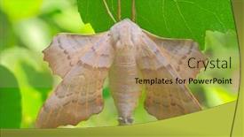  Presentation with hawk - Amazing presentation theme having poplar hawk-moth laothoe populi backdrop and a coral colored foreground