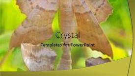  Presentation with hawk - Amazing PPT layouts having poplar-hawk-moth-laothoe-populi backdrop and a gold colored foreground