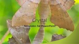  Presentation with green leaf - Slide deck having poplar-hawk-moth-laothoe-populi background and a coral colored foreground