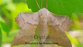  Presentation with hawk - Beautiful PPT layouts featuring poplar-hawk-moth-laothoe-populi backdrop and a gold colored foreground