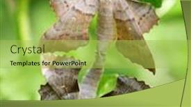  Presentation with green leaf - Colorful PPT theme enhanced with poplar-hawk-moth-laothoe-populi backdrop and a yellow colored foreground