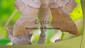  Presentation with hawk - PPT theme enhanced with poplar-hawk-moth-laothoe-populi background and a coral colored foreground