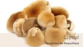  Presentation with mushroom - Colorful presentation theme enhanced with poplar-mushroom-agrocybe-aegerita backdrop and a yellow colored foreground