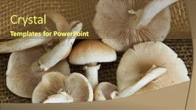  Presentation with mushroom - Cool new presentation design with fungo - poplar mushroom frituria backdrop and a tawny brown colored foreground
