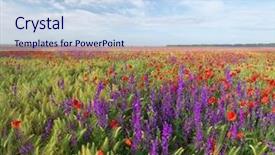  Presentation with poppy - Presentation featuring poppies - meadow of wheat and poppy background and a sky blue colored foreground