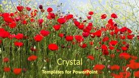  Presentation with poppies - Cool new slides with poppies-and-blue-sky backdrop and a tawny brown colored foreground