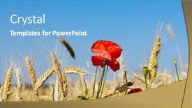  Presentation with poppies - Colorful PPT theme enhanced with poppies and wheat backdrop and a teal colored foreground
