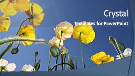  Presentation with poppies - PPT layouts featuring poppies at canberra's floriade festival background and a ocean colored foreground