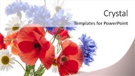  Presentation with poppies - Beautiful presentation design featuring poppies daisies cornflowers - on white backdrop and a white colored foreground