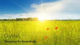  Presentation with poppies - 